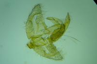 Borkhausenia minutella