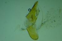 Borkhausenia minutella