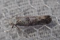 Paraswammerdamia albicapitella