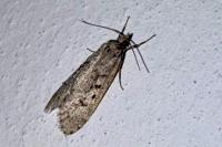 Diurnea fagella