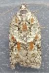 Acleris literana