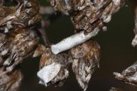 Coleophora argentula
