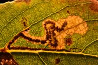 Stigmella salicis