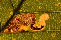 Stigmella viscerella