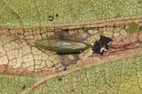 Phyllonorycter schreberella