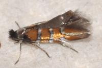 Phyllonorycter schreberella