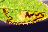 Ectoedemia angulifasciella