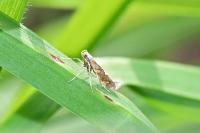Calybites phasianipennella