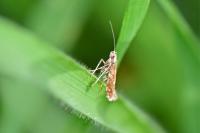 Calybites phasianipennella