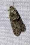 Tortricodes alternella