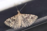 Alucita hexadactyla