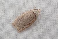 Agonopterix