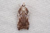 Acleris cristana