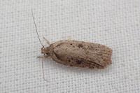 Agonopterix