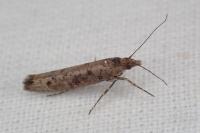 Ypsolopha ustella