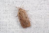 Agonopterix