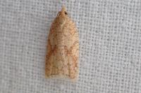 Acleris quercinana