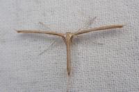 Emmelina monodactyla