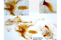 Crocidosema plebejana