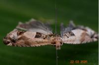 Crocidosema plebejana