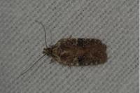 Agonopterix purpurea