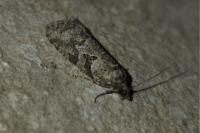 Cnephasia