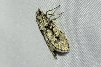 Diurnea fagella