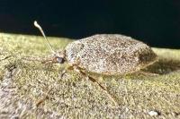 Diurnea fagella