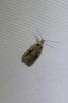 Agonopterix ocellana