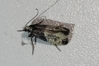 Trichophaga tapetzella