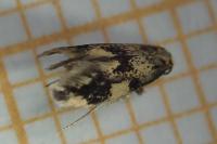 Lichenotinea pustulatella