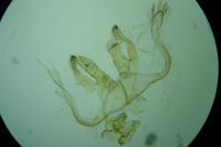 Lichenotinea pustulatella