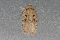 Agonopterix ocellana