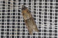 Tortricodes alternella
