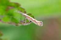Plutella xylostella