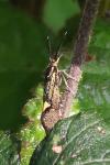 Esperia sulphurella