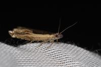 Ancylis apicella