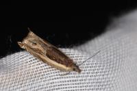 Ancylis apicella