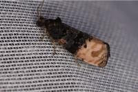 Metendothenia atropunctana