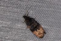 Metendothenia atropunctana