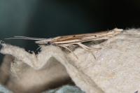 Ypsolopha mucronella