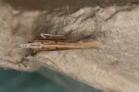 Ypsolopha mucronella