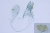 Agonopterix