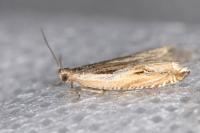 Ancylis apicella