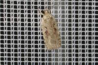 Agonopterix ocellana