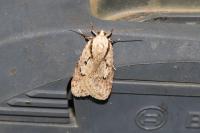 Semioscopis avellanella