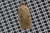 Agonopterix scopariella