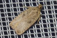Agonopterix scopariella