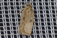 Agonopterix scopariella