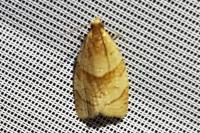 Clepsis rurinana